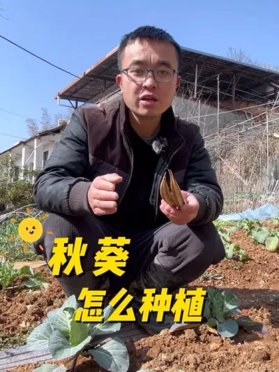 秋葵怎么种？秋葵什么时候种？#关注我一起学种菜 #我的小菜园 #种植小技巧 #学种菜 #阳台种菜