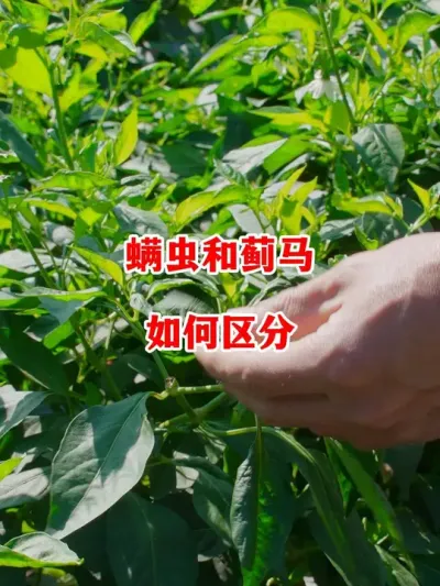 辣椒螨虫和蓟马虫害应该如何进行分辨#辣椒种植 #辣椒 #小米辣 #线椒 #来抖音学农技