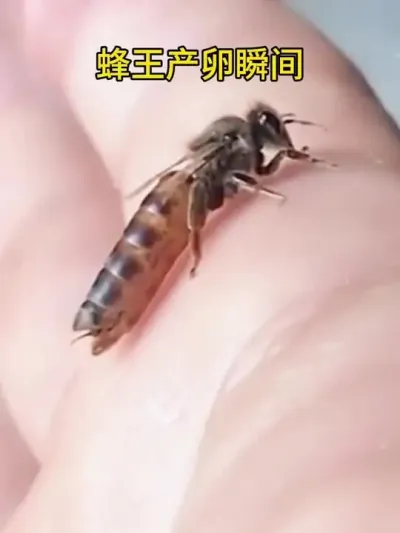蜂王产卵过程 #蜂王 #蜜蜂养殖 #三农