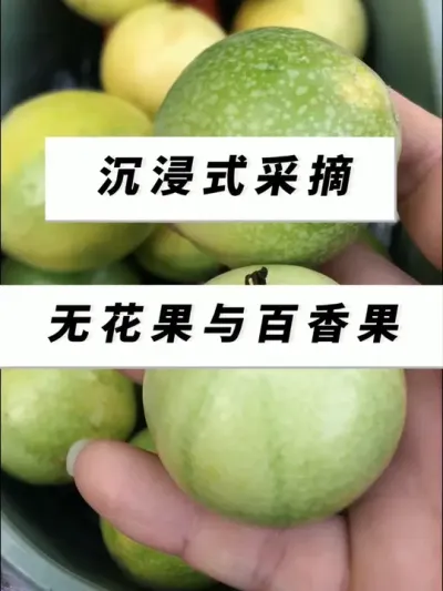 沉浸式采摘无花果与百香果，都是黄绿色，颜色还挺统一，菜友还以为这个无花果没熟，防偷摘哈哈！#盆栽果树 #三农 #记录我的种植生活 #新鲜采摘 #无花果