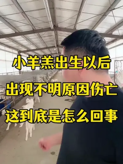 羊羔出生以后 出现不明原因的伤亡到底是怎么回事 #每天分享养羊知识  #养殖不易  #养羊创业  #养羊人真辛苦