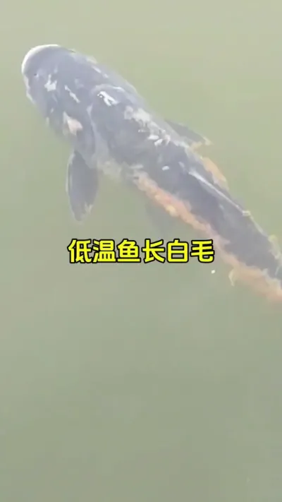 低温预防水莓用硫醚沙星➕碘 #水产养殖 #钓塘 #高密度养殖 #特种水产养殖 @抖加🔥上热门🔥dou+🔥热点宝