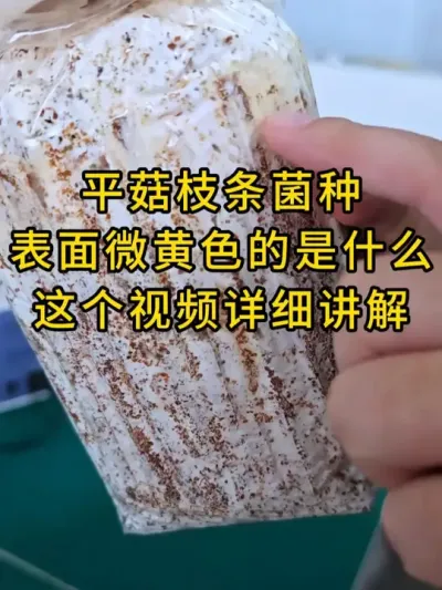 平菇枝条菌种，表面出现微黄是这样来的，需要平菇栽培种的联系我#菌种 #平菇种植 #栽培种 #食用菌栽培种