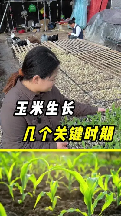 玉米生长，几个发育周期#玉米 #玉米种植#农业 #三农 #玉米高产管理