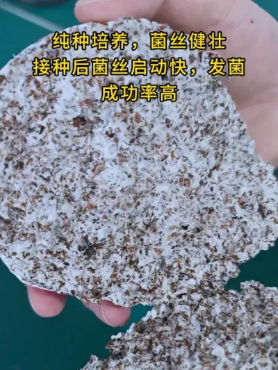 平菇种植，栽培种，平菇棉壳菌种，菌丝浓白健壮发菌快，需要菌种的可以联系我#平菇种植 #栽培种 #食用菌栽培种 #菌种