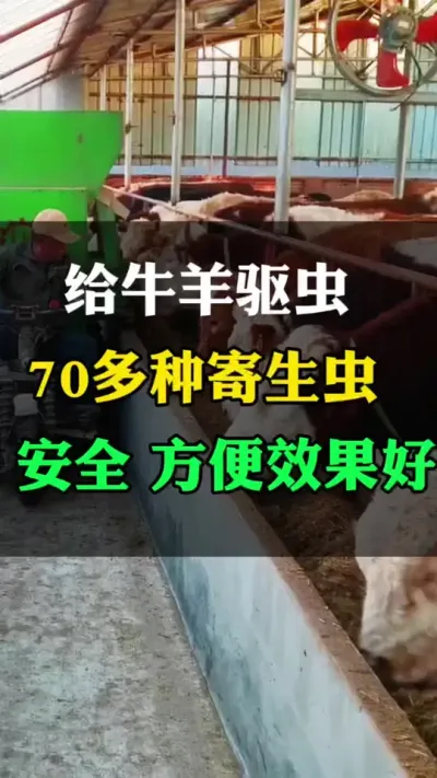 给牛羊做驱虫，全面，安全效果好#全国养牛人 #肉牛养殖 #西门塔尔母牛 #西门塔尔
