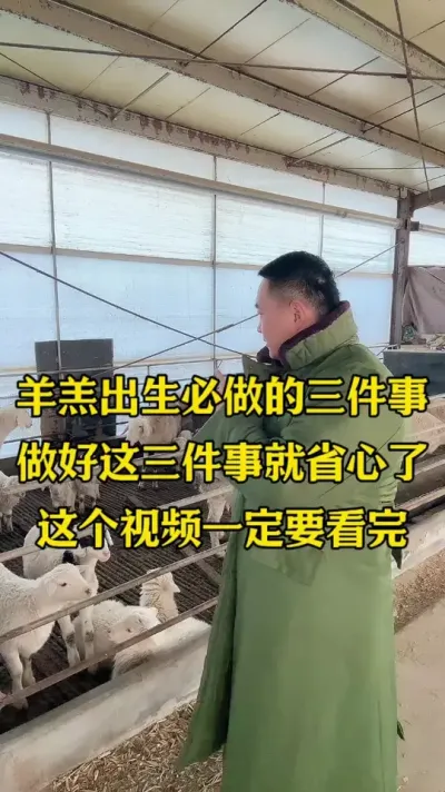 羊羔出生必做的三件事 #农村养牛羊  #每天分享养羊知识  #养殖不易每天记录生活