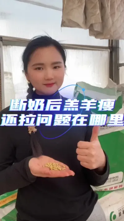 羔羊开口料#开口料 #羊羔开口料槽 ##养羊人 #养羊技术