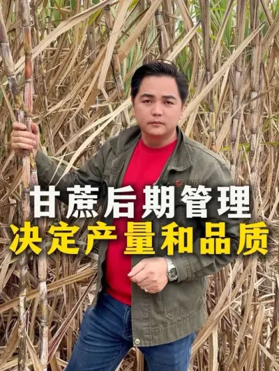 甘蔗后期管理，决定产量和品质#甘蔗#甘蔗种植#种植小技巧 #农业种植#三农