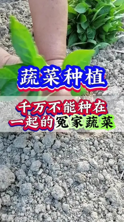 不能种在一起的冤家蔬菜，你都知道哪些#农业种植 #抖音助农 #种植小技巧 #三农 #种菜
