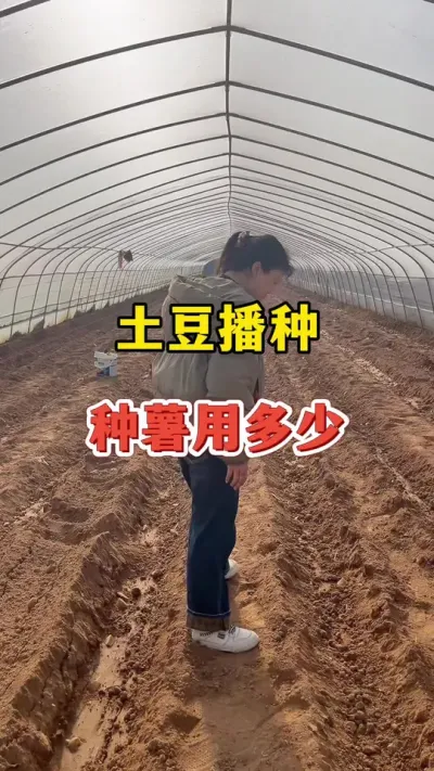 土豆播种一亩地用多少种薯#土豆 #土豆高产种植 @抖音小助手