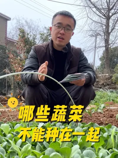 哪些蔬菜不能种在一起？为什么很多蔬菜不能种一起？#我的小菜园 #关注我一起学种菜 #种植小技巧 #我爱种菜 #种菜