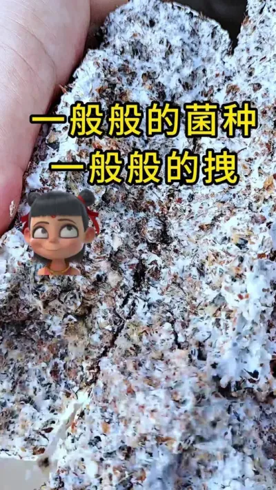 一般般的菌种，一般般的拽，平菇棉壳栽培种，全国发货#平菇种植 #平菇菌种 #食用菌栽培种 #栽培种