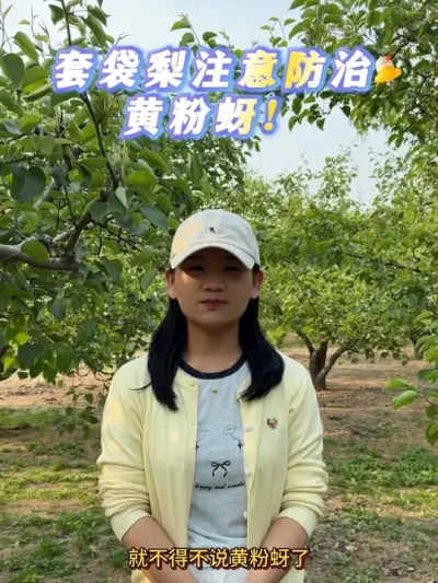 今天聊聊黄粉虫#果树管理 #来抖音学农技 #梨树 #黄粉虫 #抖音助农