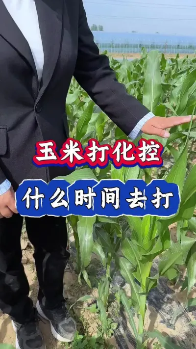 玉米控旺，什么时间去打#玉米#农业种植 #玉米种植 #玉米高产管理 #三农