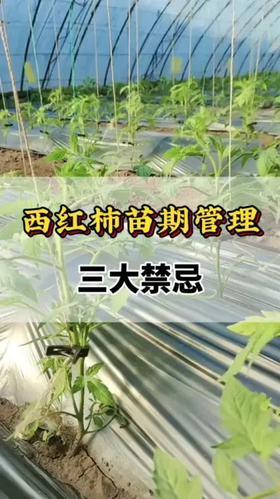 西红柿管理三大禁忌#番茄种植方法及管理技术 #分享农业知识帮农民增产增收 #番茄种植 #西红柿种植技术与管理法 #番茄种植技术