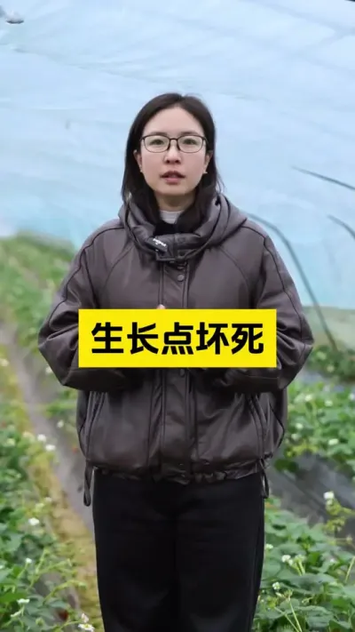 草莓种植，钙元素的补充非常的重要！#启明大师姐 #草莓种植管理技术和方法 #草莓种植 #又是一年春耕时 #美好乡村春耕季
