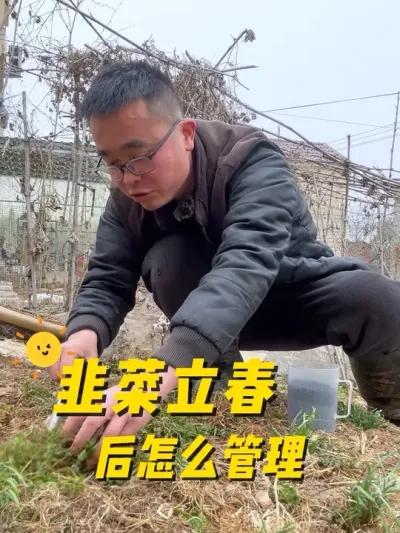 韭菜立春后怎么管理？才能长得旺盛？#关注我一起学种菜 #我的小菜园 #种植小技巧 #我爱种菜 #阳台种菜