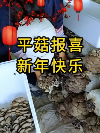 平菇报喜过大年，平菇接种我们一直这样做，你也来试试吧#平菇种植 #打孔器 #菌种打孔器