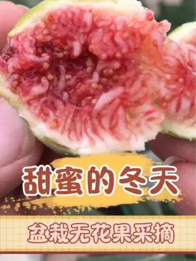 芭劳奈无花果的秋果，果然很好吃！明年还要多种两颗。#记录我的种植生活 #无花果 #阳台种植 #三农 #新鲜采摘