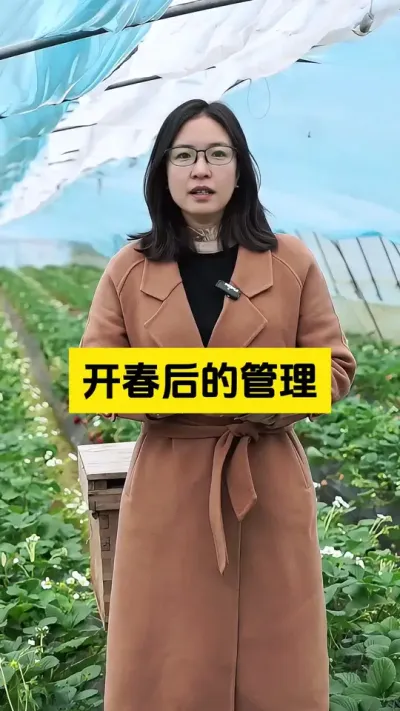 草莓开春后应该如何管理呢？#启明大师姐 #农业种植 #2025新农人计划乡村振兴蓝图 #新农人计划 #农业技术推广