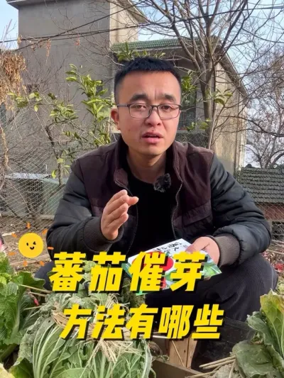 番茄🍅催芽方法有哪些？种子催芽方法？#关注我一起学种菜 #种植小技巧 #我的小菜园 #我爱种菜 #在家种菜