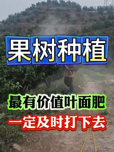春天叶面肥一定要在这三个时间点打下去#果树种植 #果树管理 #果园管理