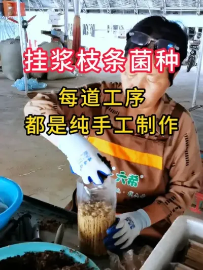 平菇挂浆枝条菌种，杨木枝条，菌丝浓白，快来试试吧#平菇菌种 #平菇种植 #食用菌栽培种 #栽培种