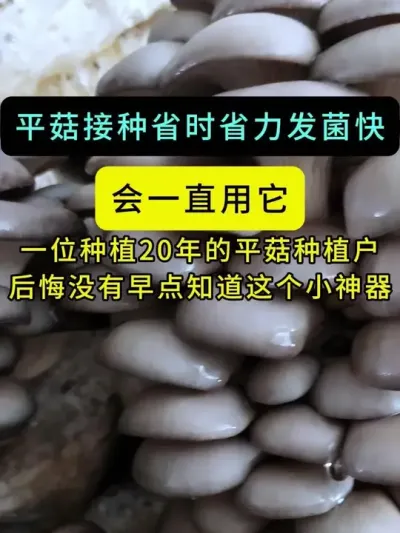 一位种植20年的平菇种植户，很后悔没有早点知道这个接种小神器，表示会一直用它。#平菇种植 #打孔器 #菌种打孔器