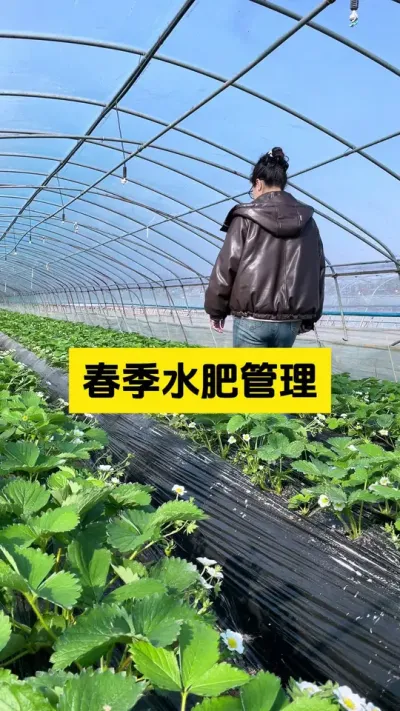 3月份水肥管理办法，一定要看看！#启明大师姐 #农业种植 #草莓种植管理技术和方法 #又是一年春耕时 #美好乡村春耕季
