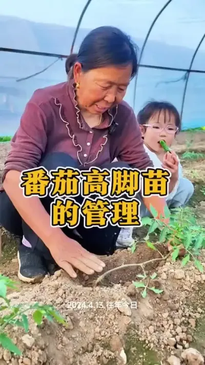 番茄高脚苗怎么管理#番茄种植 #西红柿种植 #种植小技巧 #生菜杨姐 @DOU+小助手