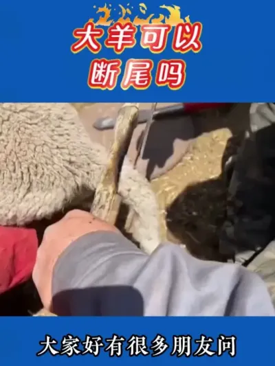 大羊可以断尾吗#养羊人#养羊技术#养羊经验#养羊 #养羊人 #养羊技术 #养羊经验 #养羊