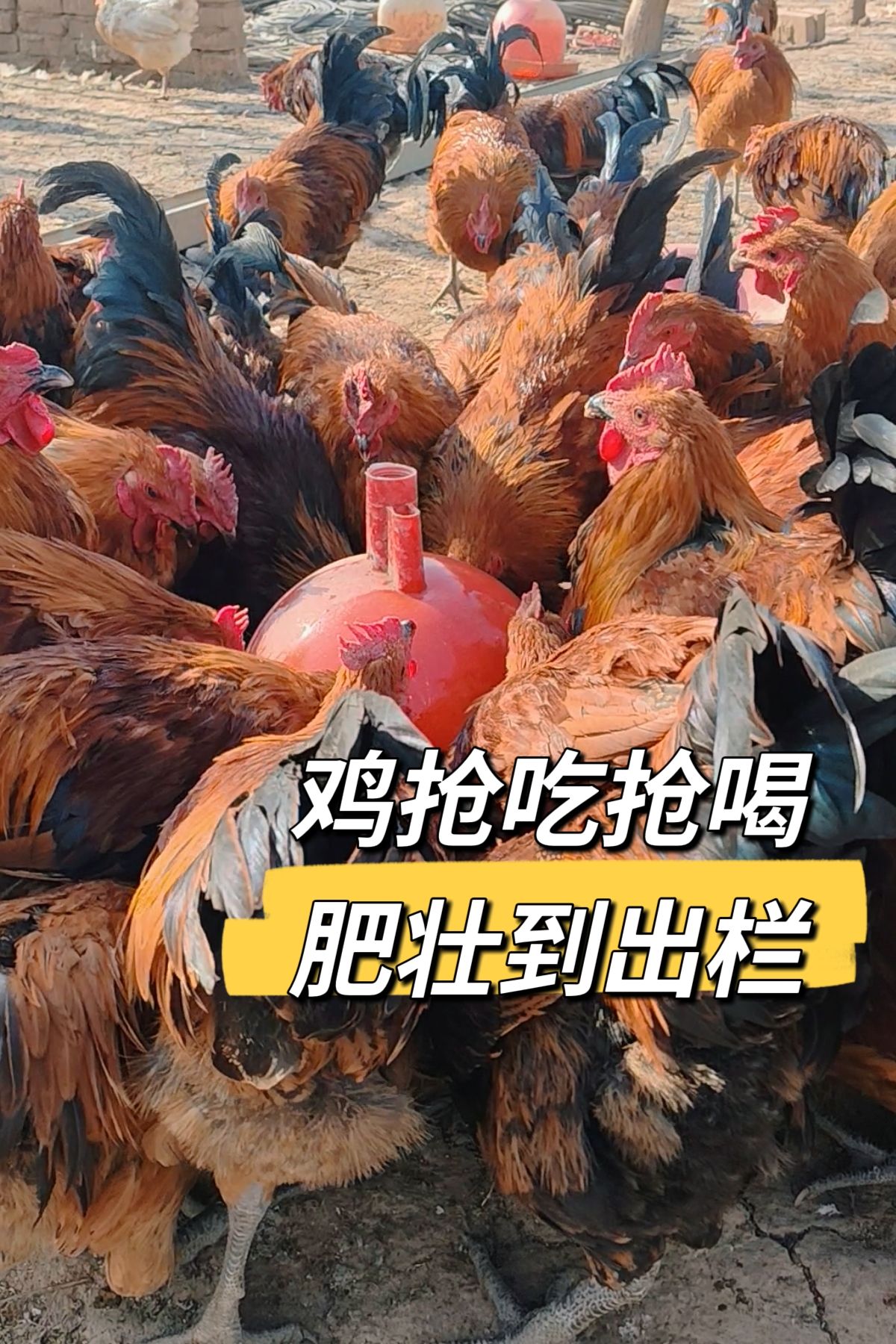 http://static.ixuenong.com/pxn/uploads/prod/thirdfile/2025/05/25f2747f25980ac245fec6ffbb911839.jpg