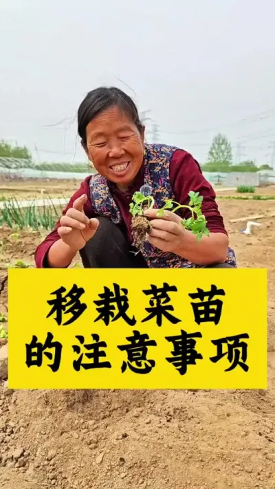 种菜苗注意事项 移栽菜苗的注意事项#蔬菜种植 #种植小技巧 #生菜杨姐 #三农流量扶持计划 #春耕备耕进行中 @DOU+小助手