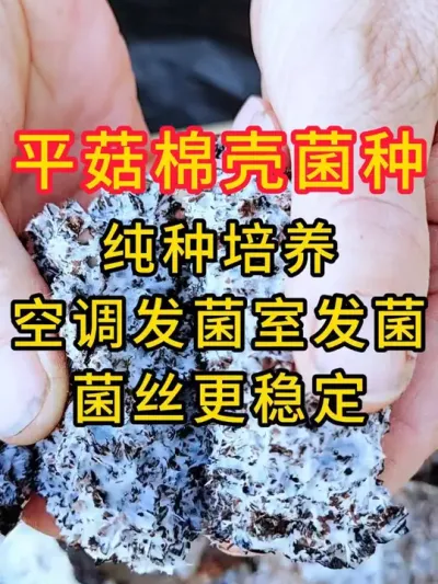 平菇种植，基地老板反馈这款棉壳菌种稳定发菌快，你也试试吧#平菇菌种 #平菇种植 #食用菌栽培种