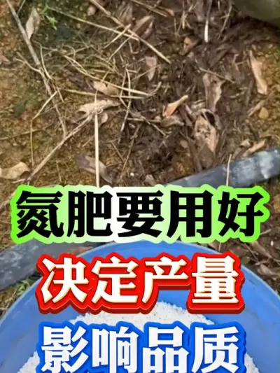 氮肥这么用，产量高，品质好#果树种植 #果树管理 #果园管理