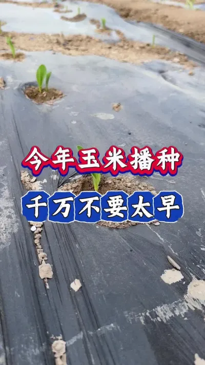 今年玉米播种，千万不要太早#玉米种植 #玉米 #三农 #农业 #春耕