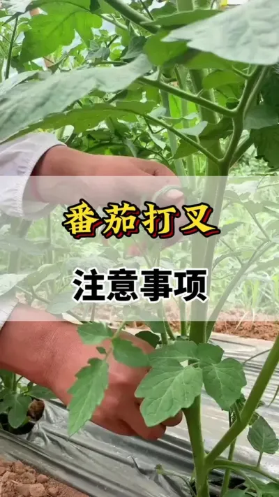 番茄打叉，注意事项#番茄种植方法及管理技术 #分享农业知识帮农民增产增收 #番茄打叉 #分享农业知识帮助农民增产增收