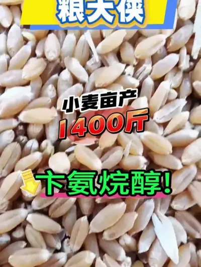 小麦拔节期管理 #小麦 #小麦高产技术 #膨大剂