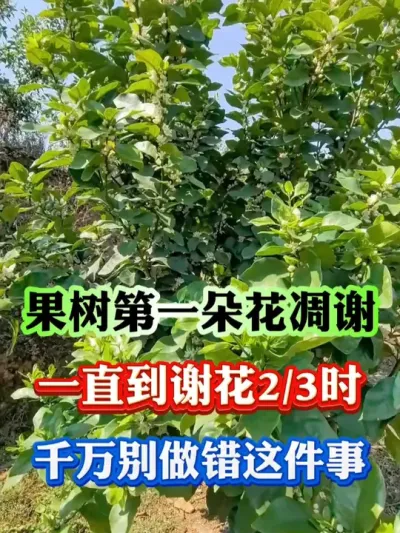 谷雨前后，果树谢花别做错这一件事#果树 #果树种植 #果树管理 #果园管理