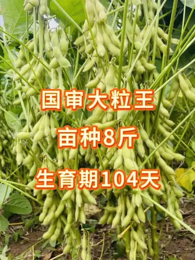 火爆江苏安徽，2025谁种谁丰收 #服务三农支持三农 #三农流量扶持计划 #抖音助农 #大豆种植 #产量特别高