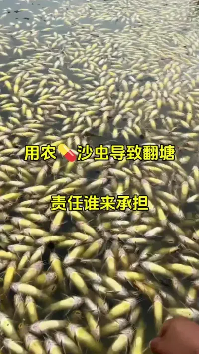 冬季想要安全驱充，就用纯植物的佰乐清#水产养殖 #鱼苗 #石斑鱼养殖 @抖加🔥上热门🔥dou+🔥热点宝