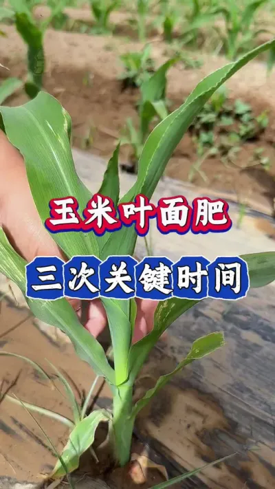 玉米叶面肥，三次关键时间#玉米高产 #玉米 #玉米种植 #三农 #春耕