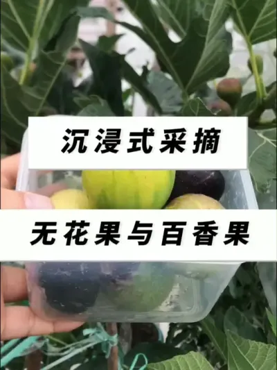 沉浸式采摘无花果与黄金百香果，秋冬开挂区的幸福时刻！ #无花果 #盆栽无花果 #采摘采摘啦 #天台种植 #盆栽果树