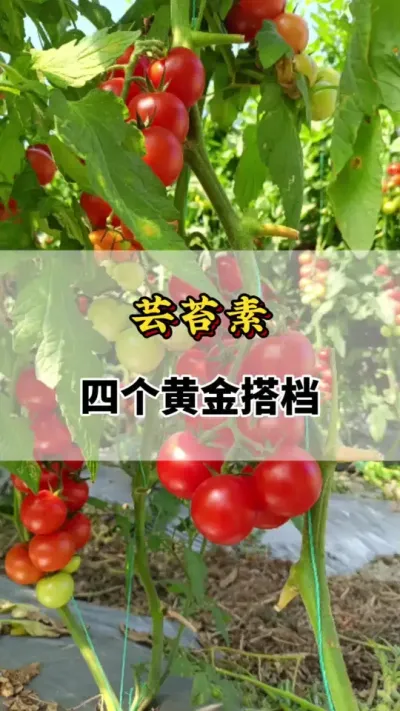 番茄种植芸苔素的四个黄金搭档你知道吗#芸苔素的作用与功效 #芸苔素的功效 #种植草莓缺少微量元素的表现 #草莓种植管理技术和方法 #番茄素的功效与作用