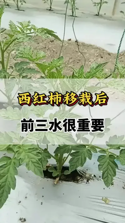 西红柿移栽后前三水最重要#番茄种植方法及管理技术 #西红柿种植技术与管理法 #番茄种植技术 #西红柿种植技术 #西红柿的种植技术