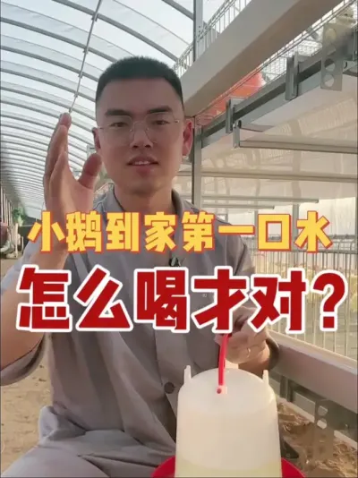 小鹅到家一口水，到底怎么喝才对？潮口你做了吗？开口水里面都加什么你知道吗？点赞加关注，我来给您讲清楚！#养鹅技术分享 #养鹅 #养鹅人 #养鹅技术找晓雨