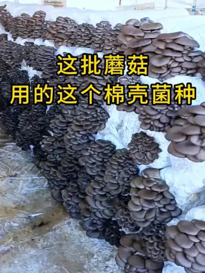 客户反馈这个棉壳菌种出菇好，科学配比菌丝健壮，全国发货。#平菇种植 #平菇菌种 #食用菌栽培种 #栽培种