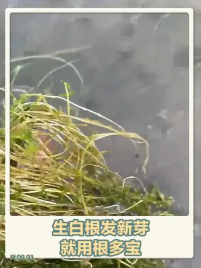 虾蟹养殖水草生白根专用肥料正品聚能粉 #水产养殖 #鱼虾蟹养殖 #水草 #抖音助农扶农 #伊乐藻 @DOU+小助手
