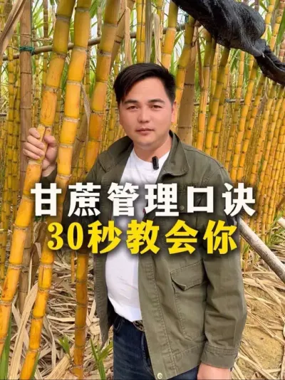 甘蔗管理口诀
30秒教会你#甘蔗#甘蔗种植#农业种植#三农#种植小技巧